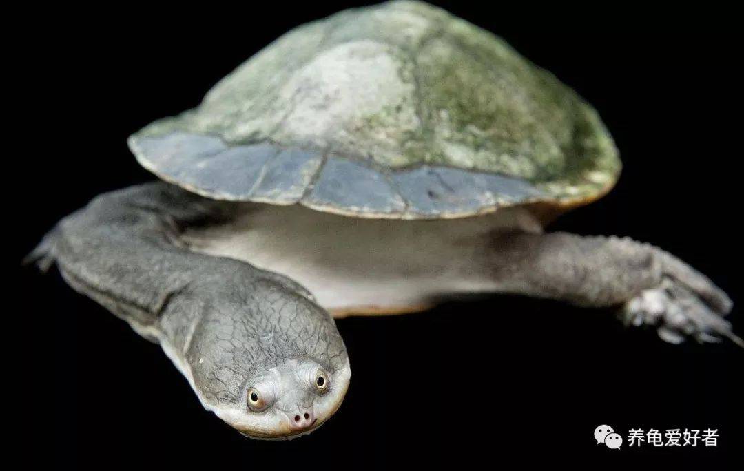 玄武一词 用在它的身上 可以说是再贴切不过了 蛇颈