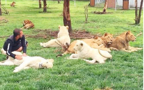 動物園豹子想偷襲飼養員，被老虎半路攔截，下一秒發生的事笑噴 萌趣萌寵 第2张