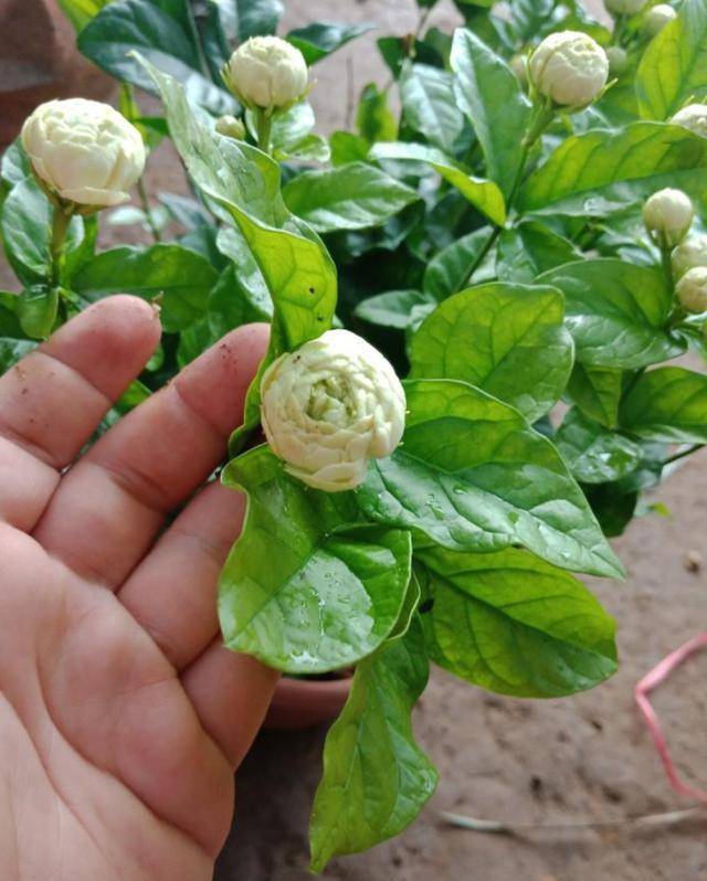 茉莉中的虎头系列花瓣多香味大3个做不好花苞打不开