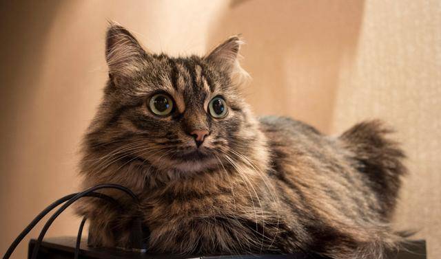 一只猫大概几元最便宜 88f1ff615a61439a8e067e477077aa2e.jpeg