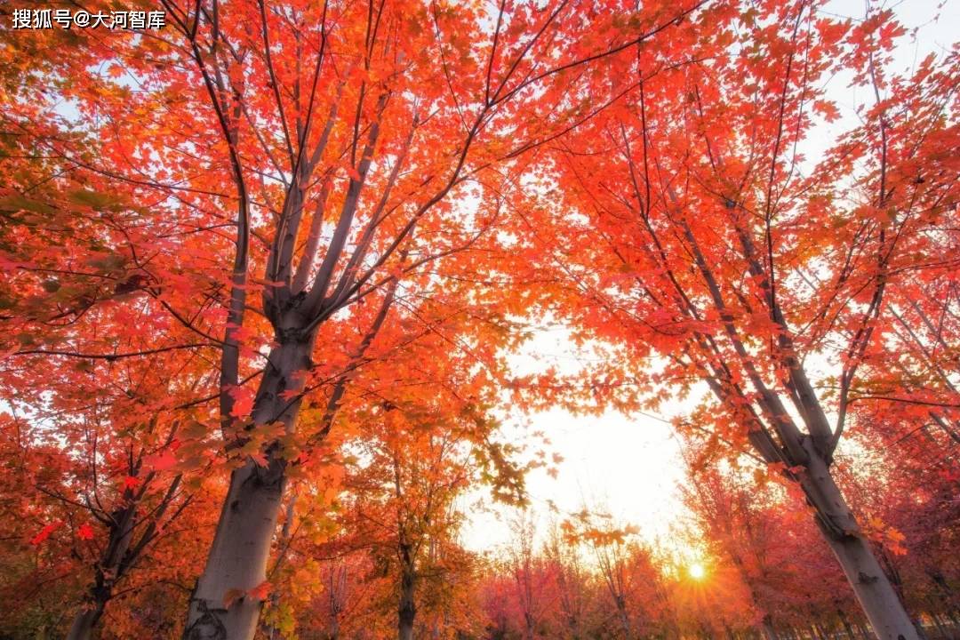 8首红叶诗词 你不是红叶 你是一颗相思的心 枫叶