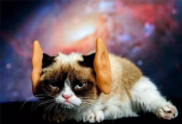 如何成为网红宠物 ae3e681f40bc4d478e55d714f6a6add0.jpeg