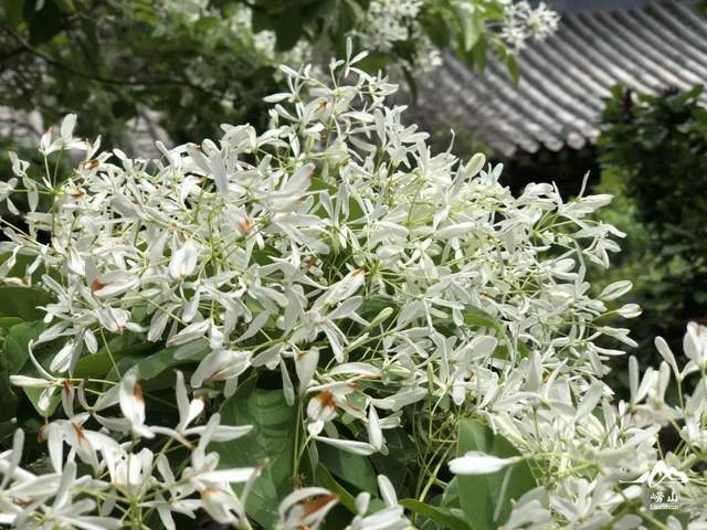 百年流苏花盛开 五月飘雪 醉华严 绣球