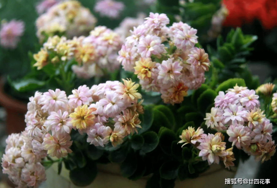 长寿花5月花期结束 休眠前准备3点 9月多分花芽 入冬花量翻倍 进行