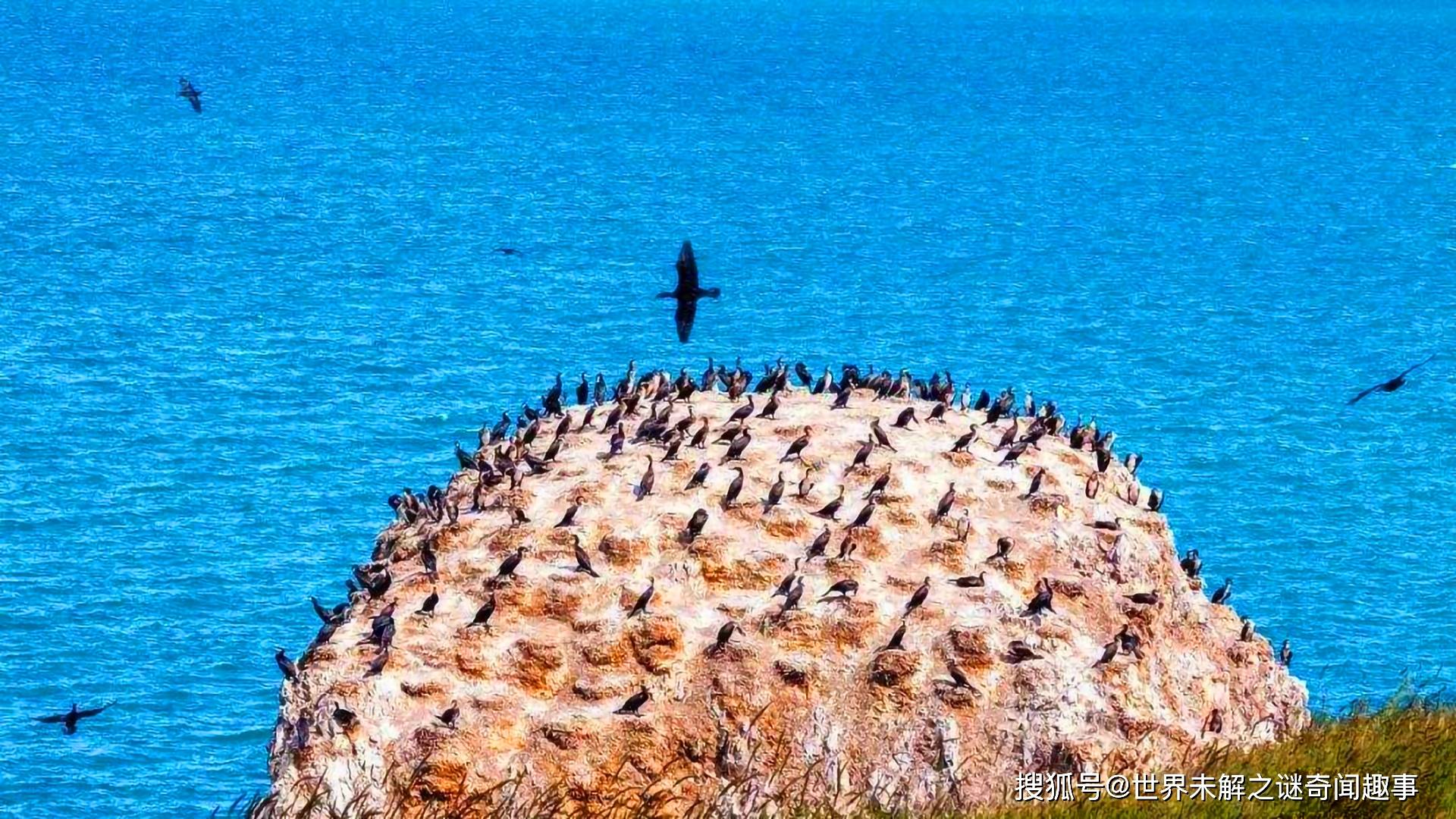 这么多的鸟粪到底是怎么来的呢?