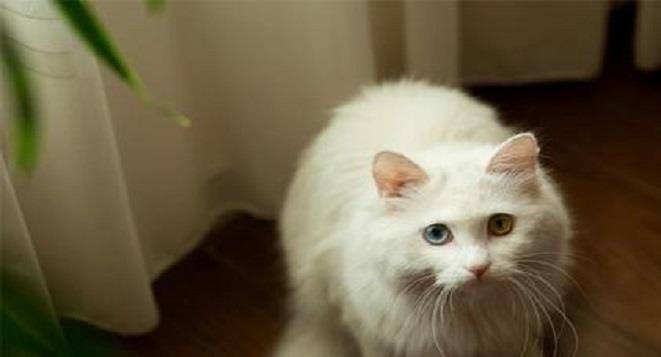 猫咪|适合新手的6种猫咪，拯救你的选择困难症