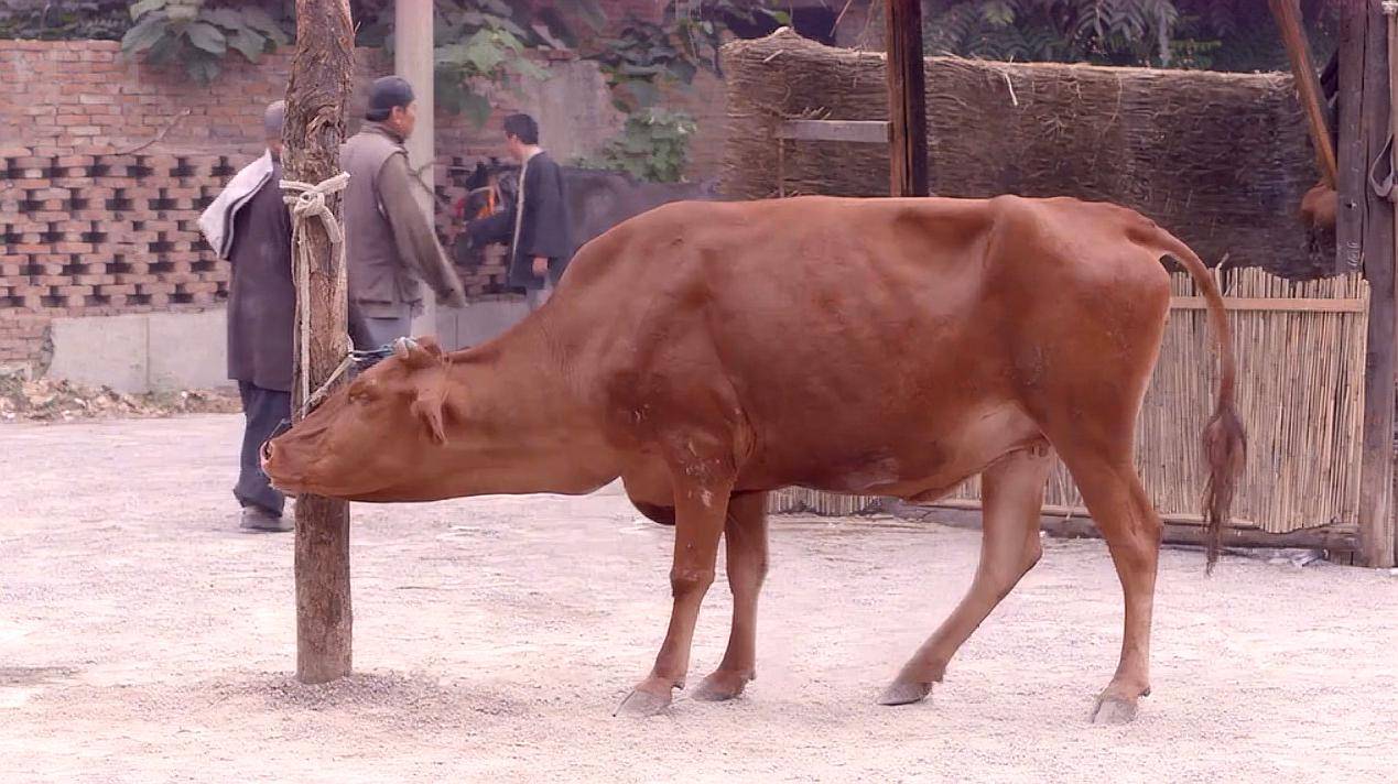 牛链球菌感染用什么药最有效