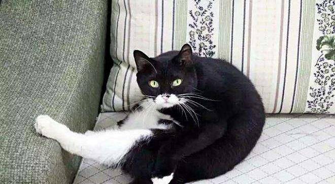 三花|土猫一点也不土，带你认识真正的中华田园猫