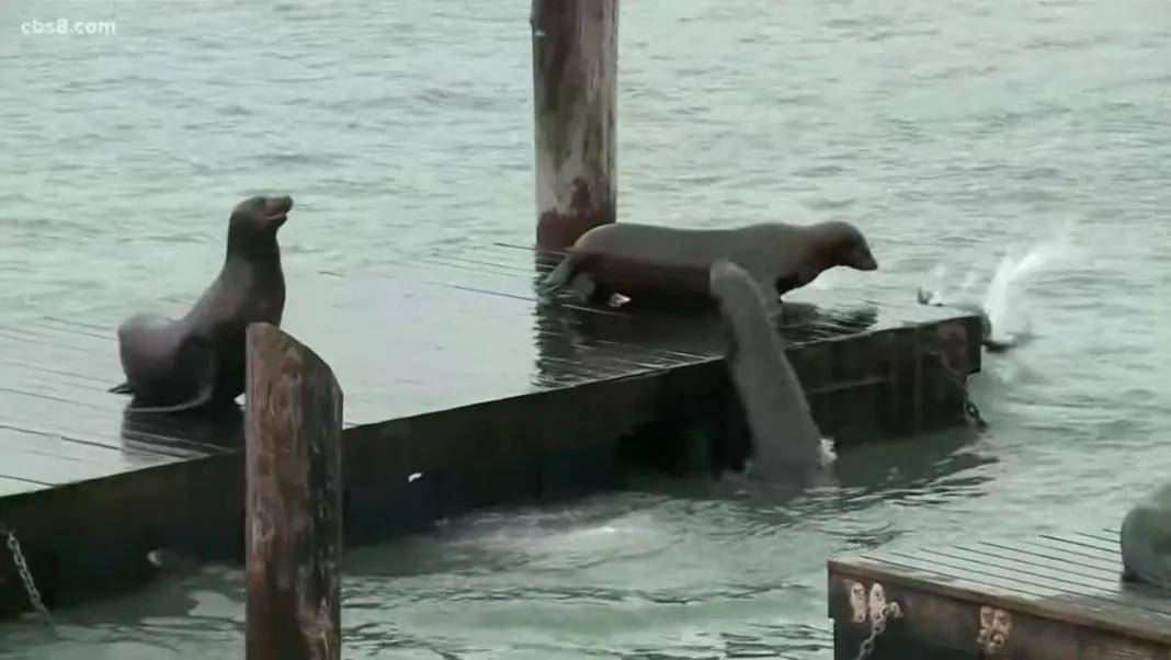 罪证|加州的海狮为何死于神秘癌症？藏在海底的罪证被发现