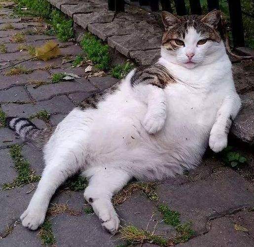 世界上最大的猫 bee4e6887fc0438a9f3383653d80a7b2.jpeg