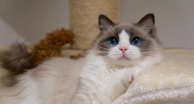猫咪|适合新手的6种猫咪，拯救你的选择困难症