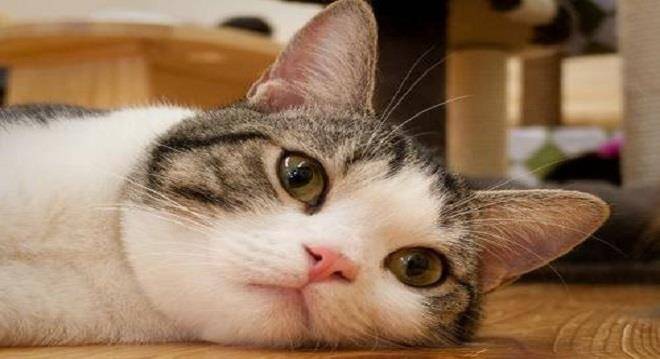 三花|土猫一点也不土，带你认识真正的中华田园猫
