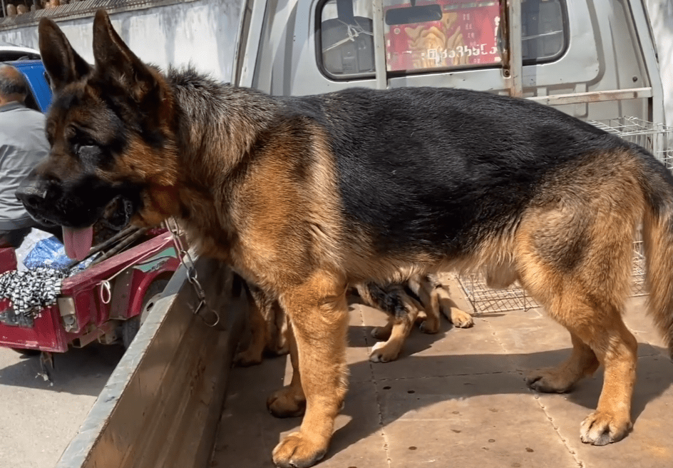 河南:小伙狗市遇卖狗大哥,谈及德牧,对逐渐消失老版德牧满是惋惜_赛系