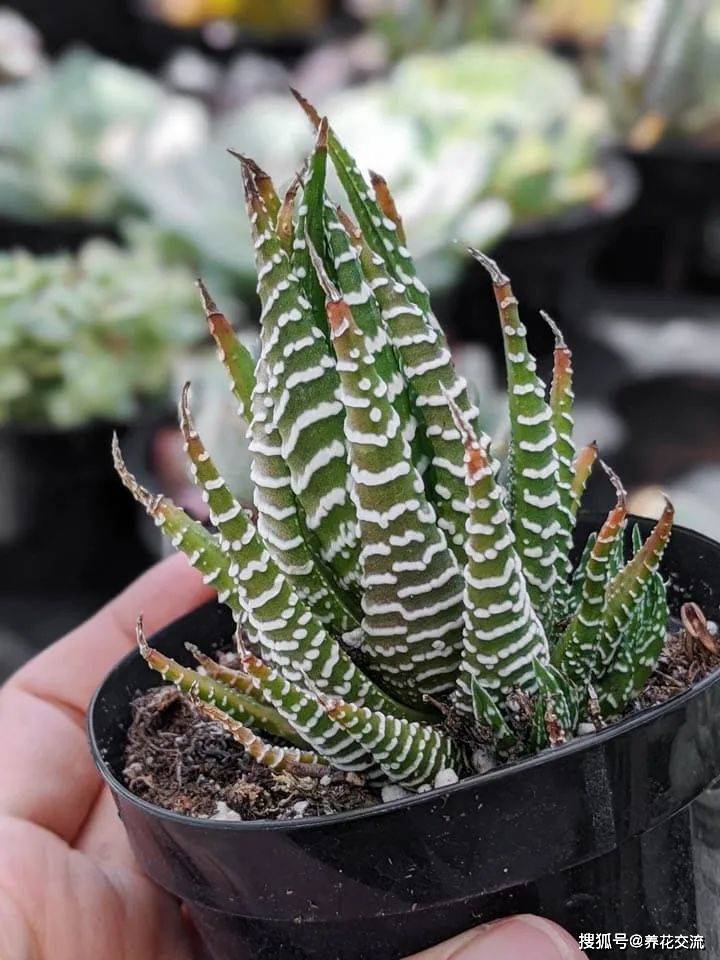 原创硬叶十二卷特难养死的多肉植物丢在角落里也能活