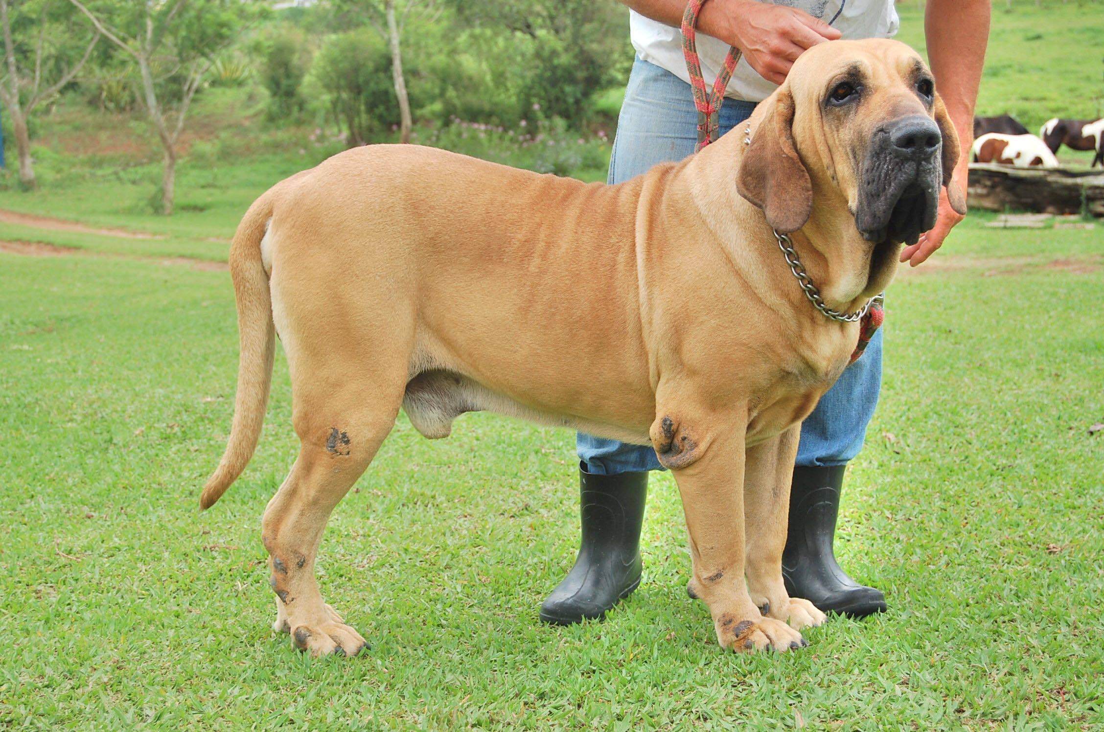 盘点15种最危险的狗：藏獒仅排第2，第1咬合力达743磅_搜狐网, image size:2256x1496