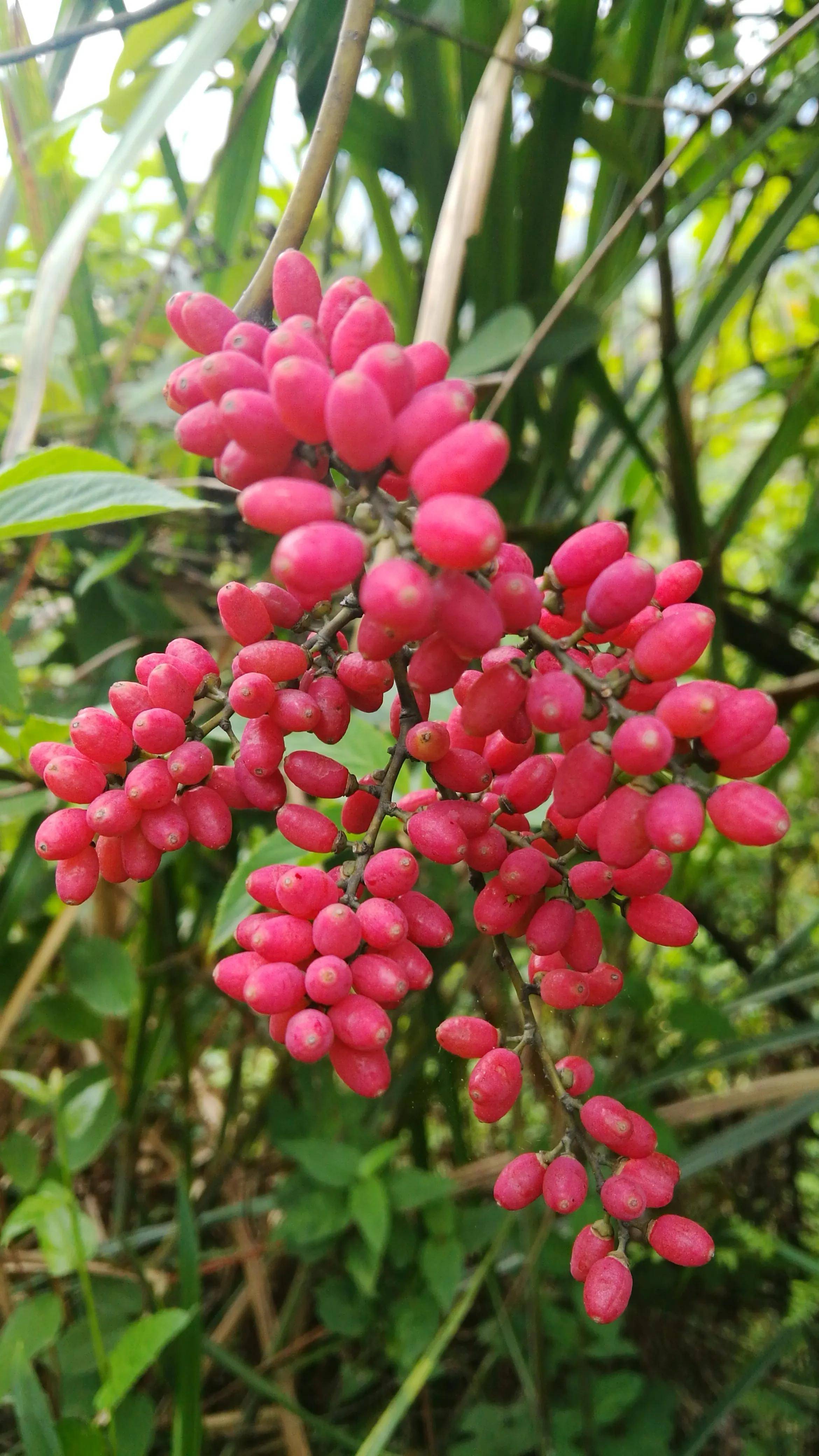 来湖南资兴罗仙岭带你欣赏多花勾儿茶的红色果实真的特别漂亮