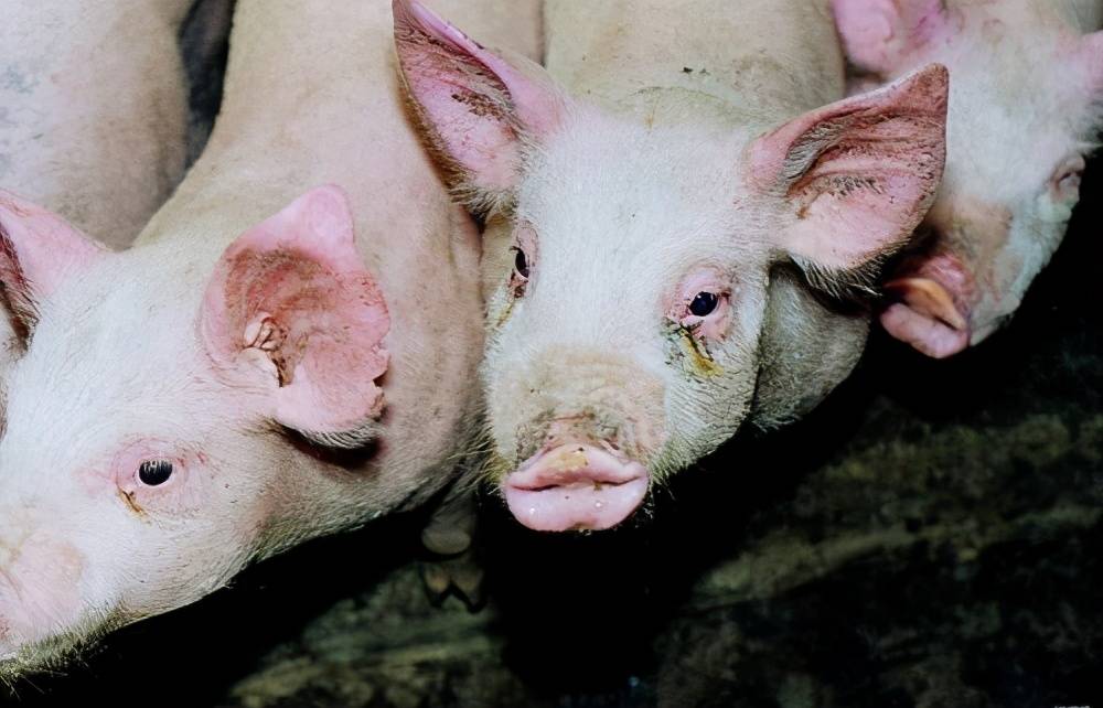 猪打喷嚏是什么原因育肥猪打喷嚏流鼻血怎么治记好这些方法