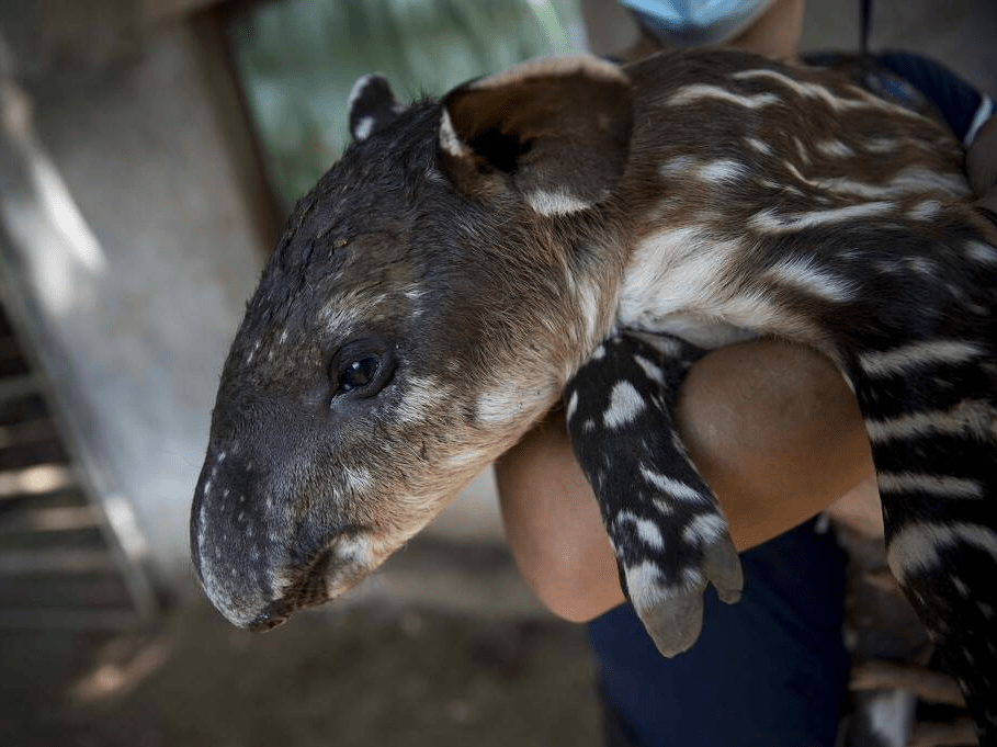 尼加拉瓜濒危貘宝宝出生坐围栏里乖巧极了
