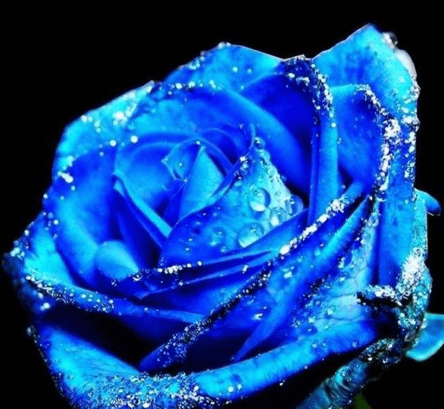 蓝色妖姬玫瑰花视频怎么弄出来 1a259c9af78b4bc1bd614133e425b4aa.png