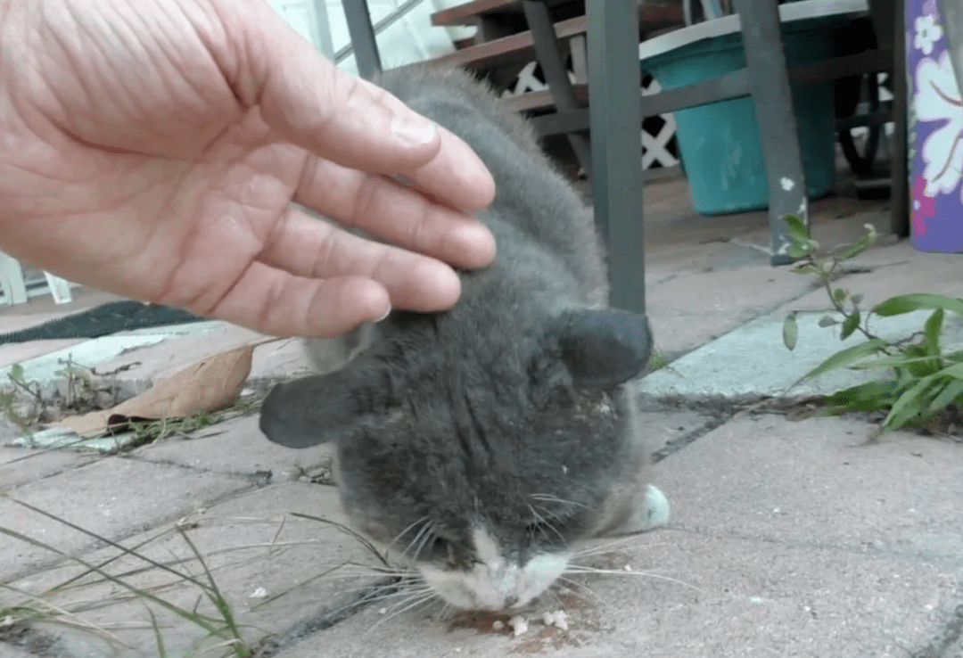 30ccdca032304d29928b092fbd0be6f5.png