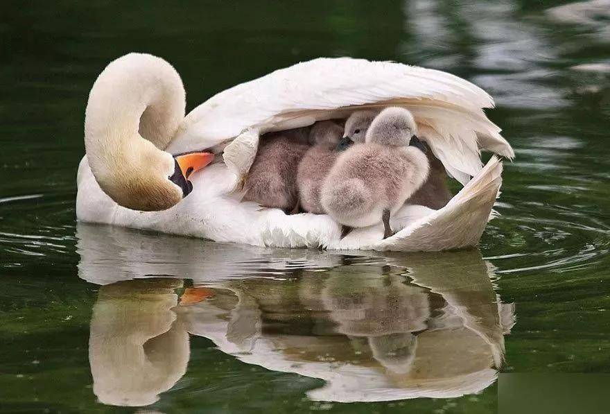 感人的动物界母爱图每一张都击中人心母爱真伟大