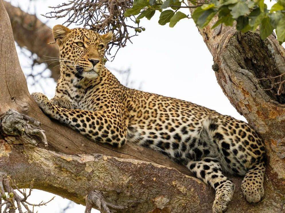 第二只金钱豹抓捕时脚掌没了第三只还没抓捕到为何这么难