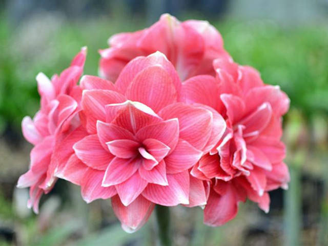 夏季,艳丽的朱顶红盛开了,惊艳了庭院一角