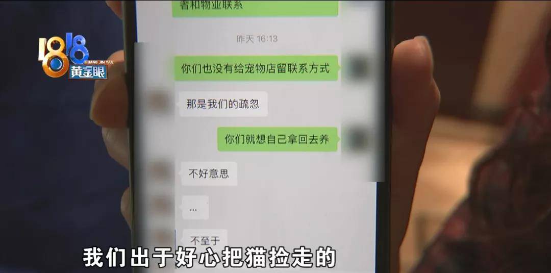 小区|猫自己开门从家里逃出去，有人捡到后又不见了