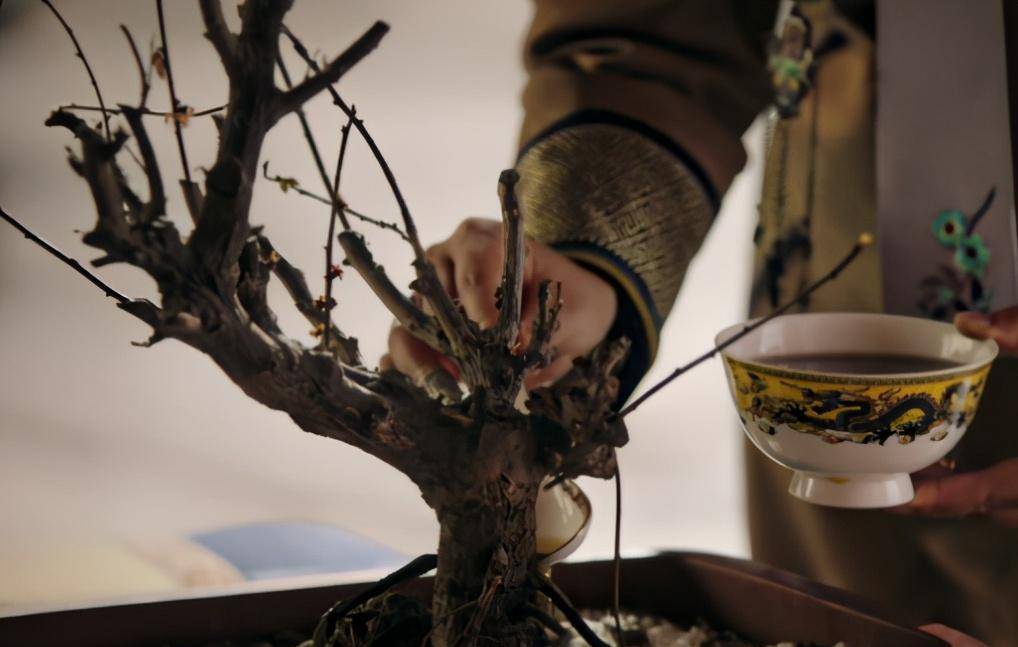 原创67如懿传皇上驾崩后为何那盆枯死的绿梅发芽了实则大有深意