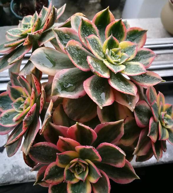 多肉种植土壤要求 27f08379bddf4b66826533fe301bc169.jpeg