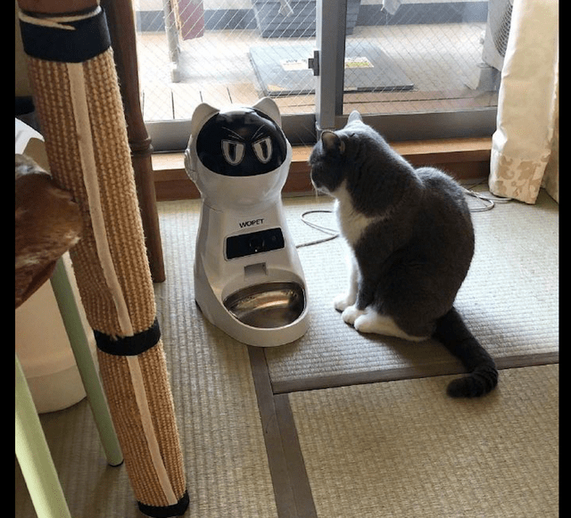 主人买了个猫咪形状喂食器 家猫对它虎视眈眈 快点把饭交出来 机器