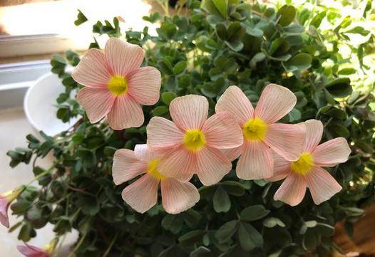 哪些花是种球 6337044b2a2347a28df6c7b1e011e173.jpeg