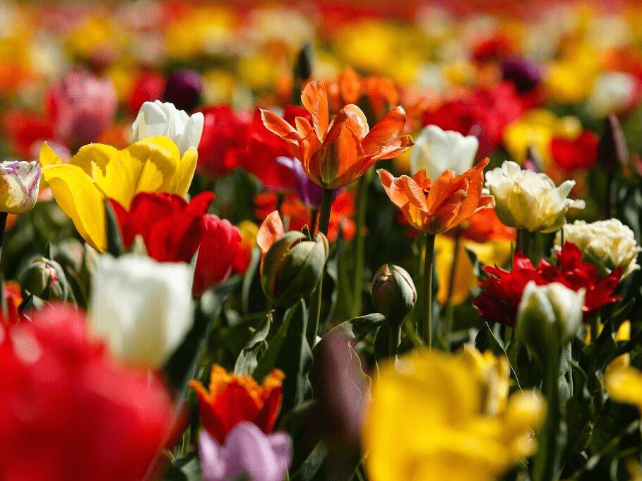 美景令人陶醉!乌克兰郁金香盛放美如画
