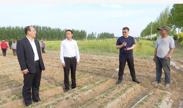 衡水市枣强县恩察镇五千亩高油酸花生集体放风