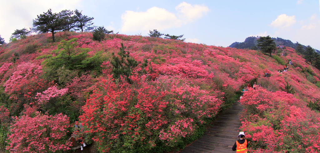 麻城龜峰山的杜鵑花