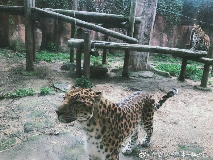 原創三隻金錢豹出逃動物園究竟是動物的樂園還是囚籠