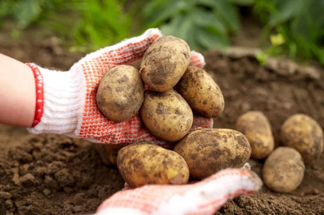图片[1]-土豆怎么施肥产量最高-乐学小窝
