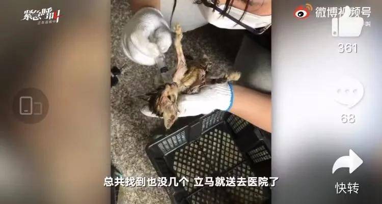 快递公司运输宠物盲盒导致死亡央视怒批你们还有底线吗