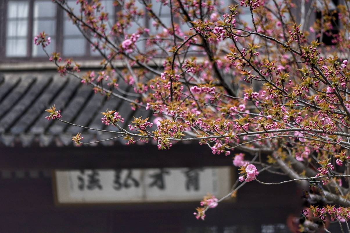 扬州大明寺樱花图片