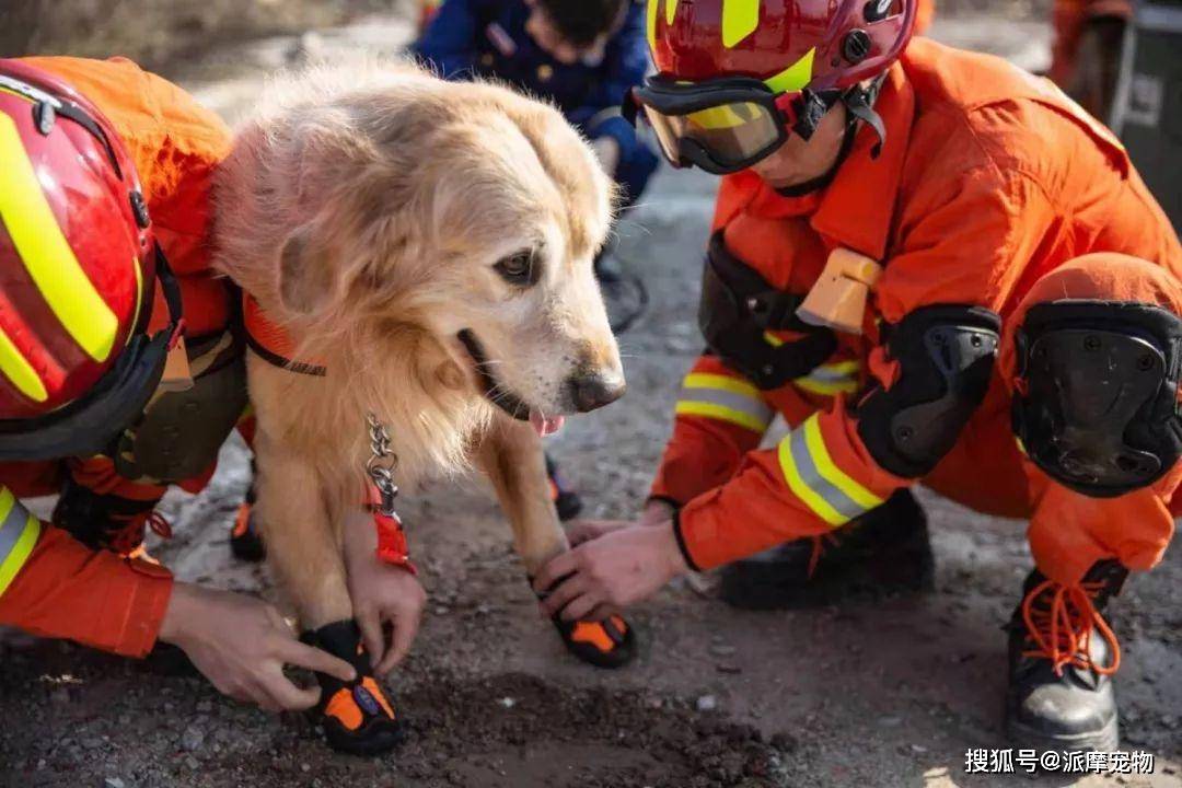 搜救犬養成狗狗是如何訓練的2021四川成都派摩帶來最新寵物科普