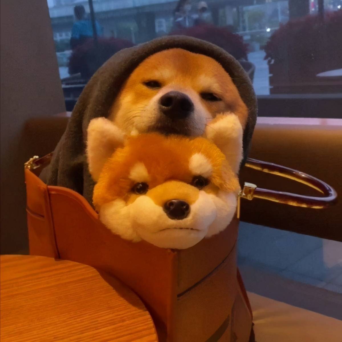 向往的生活》中小H和小O是柴犬吗？多少R可以入手？_搜狐网