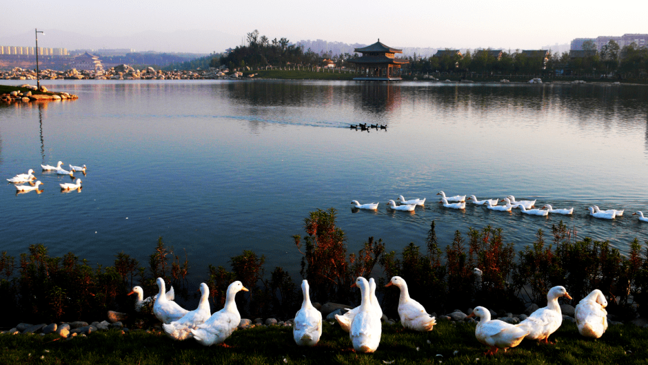 一池曲水天上来,带你解密曲江池遗址公园的水!