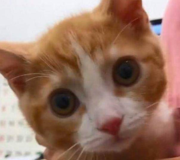 害怕打针的小猫咪 0ac0c5ab75c3478eb95646e18edafbe9.jpeg