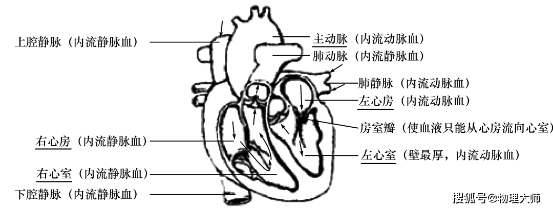 女性生殖系統結構和功能雞卵的結構細菌,真菌和病毒的結構生物大師