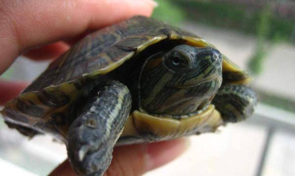 乌龟怎么做好吃 1340cef070e746359f1d4bf592750100.jpeg