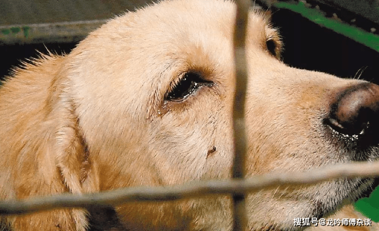 解梦,梦见父亲打死狗的恐惧与心理解析 解梦,梦见父亲打死狗的恐惧与心理解析