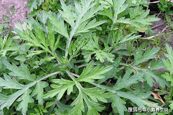 最好的三种艾草图片 8305c4c71c294cbf96abda326b147ae2.png