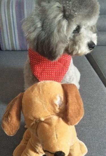 怎么做玩具熊 9b9cc900225843f9951b1bd72145a0de.jpeg