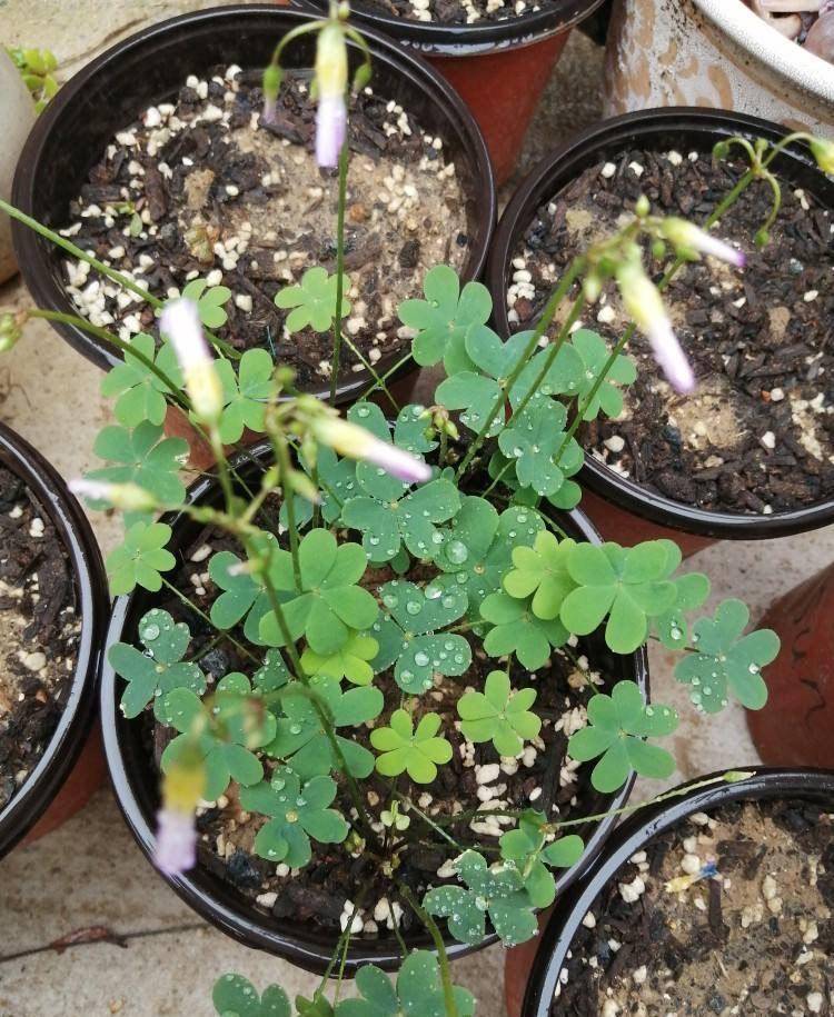 阳台如何养酢浆草?秋天开始播种,春天花开爆,美成花园