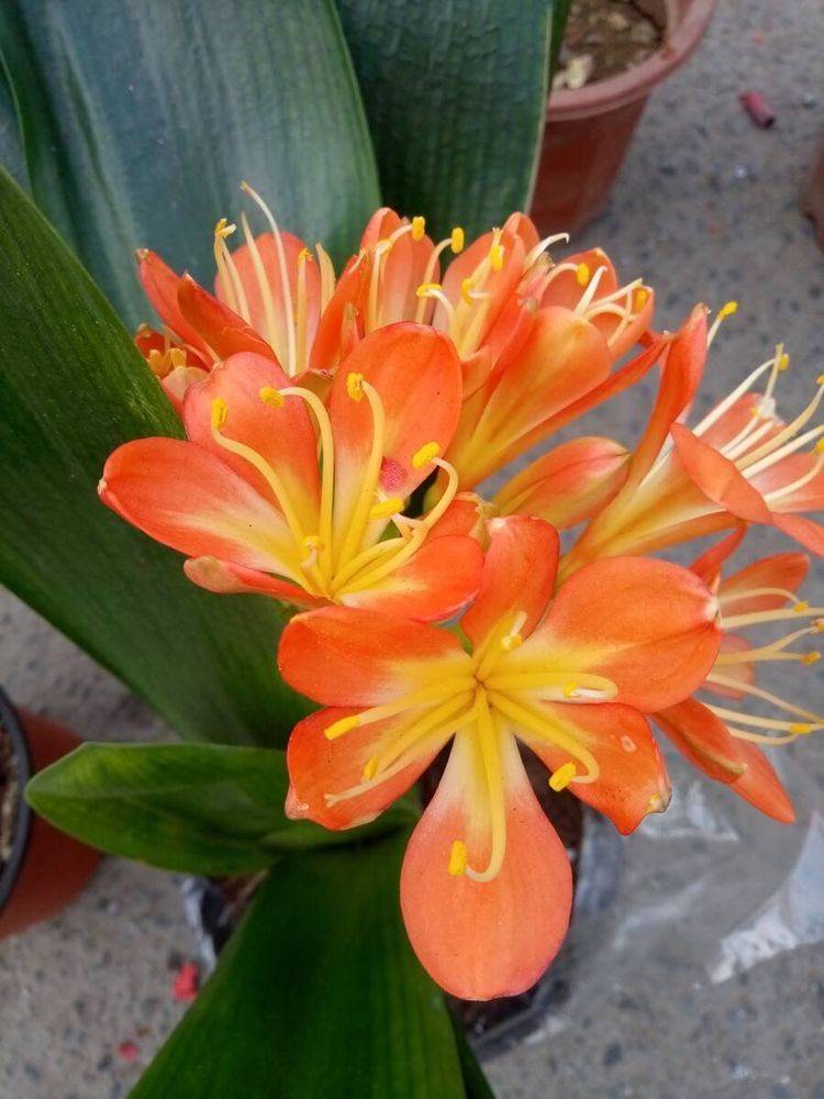 如何挑选君子兰 优质君子兰有明显的 特点 花大色艳叶片美 鉴别